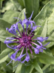 Centaurea montana