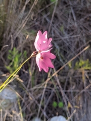 Ixia micrandra