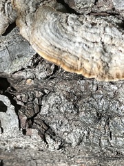 Stereum subtomentosum