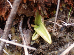 Pinguicula