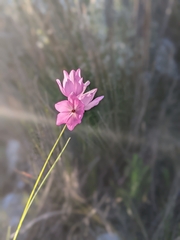 Ixia micrandra