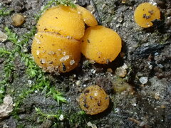 Ramsbottomia asperior