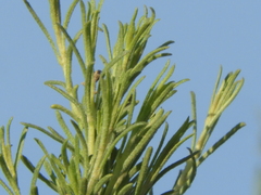 Baccharis linearis