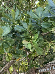 Barringtonia asiatica