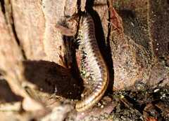 Brachyiulus