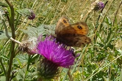 Erebia montanus