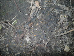 Ramsbottomia asperior