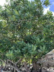 Barringtonia asiatica