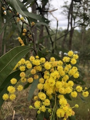 Acacia macradenia
