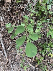 Lespedeza hirta