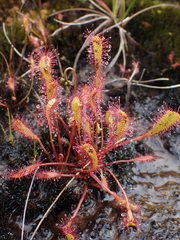 Drosera anglica