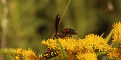 Polistes fuscatus