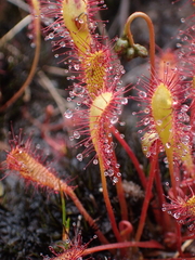 Drosera anglica
