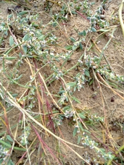 Polygonum maritimum