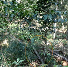 Maytenus peduncularis