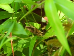 Chrysodeixis