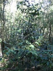 Maytenus peduncularis