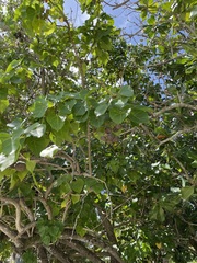 Thespesia populnea