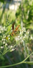Polistes dorsalis