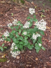 Eurybia divaricata