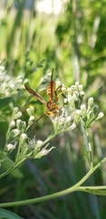 Polistes dorsalis