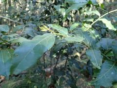 Maytenus peduncularis