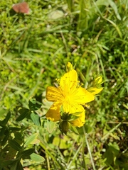 Hypericum perforatum