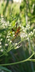Polistes dorsalis
