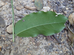 Maytenus peduncularis