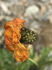 Papaver croceum