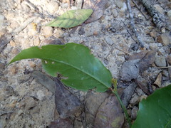 Maytenus peduncularis