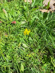 Hypericum perforatum