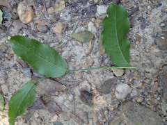 Maytenus peduncularis