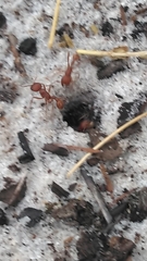 Pogonomyrmex badius