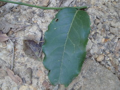 Maytenus peduncularis