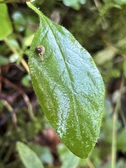 Phytomyza albiceps group