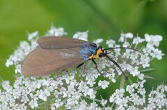 Ctenucha virginica