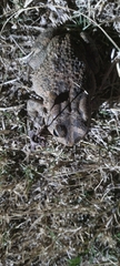 Sclerophrys gutturalis