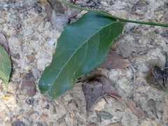 Maytenus peduncularis