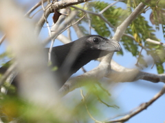 Crotophaga sulcirostris