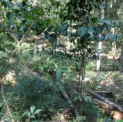 Maytenus peduncularis