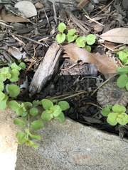 Lysimachia nummularia