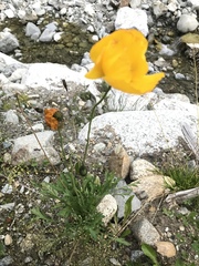 Papaver croceum