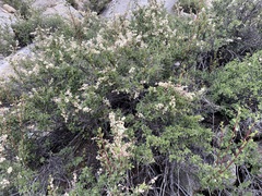 Holodiscus discolor microphyllus