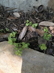 Lysimachia nummularia