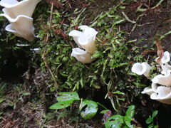 Pleurocybella porrigens