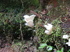 Pleurocybella porrigens