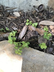 Lysimachia nummularia