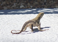 Leiocephalus carinatus