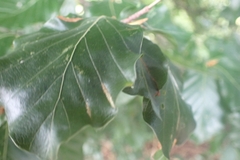 Aceria nervisequa